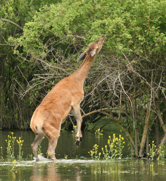 PASSIONE PER IL CERVO
